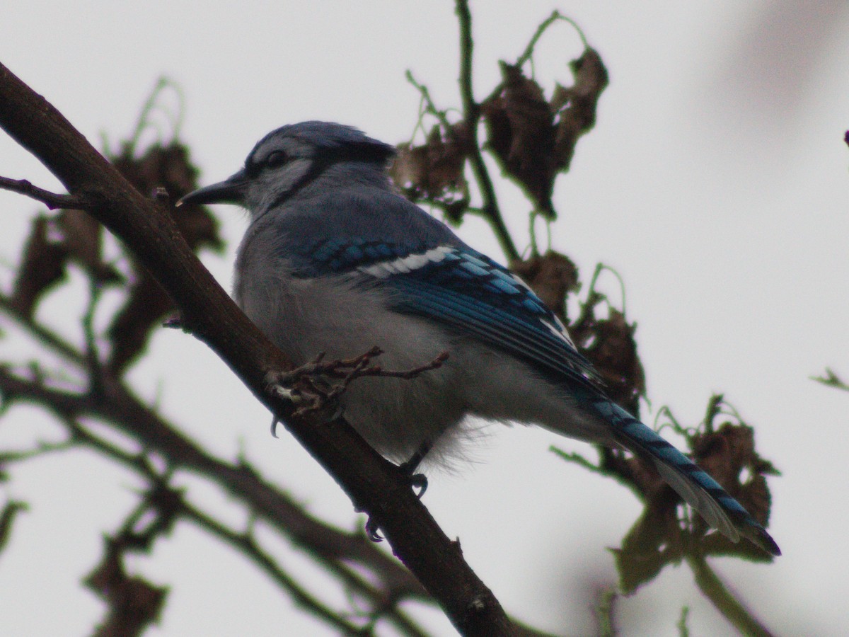 Blue Jay - ML643114376