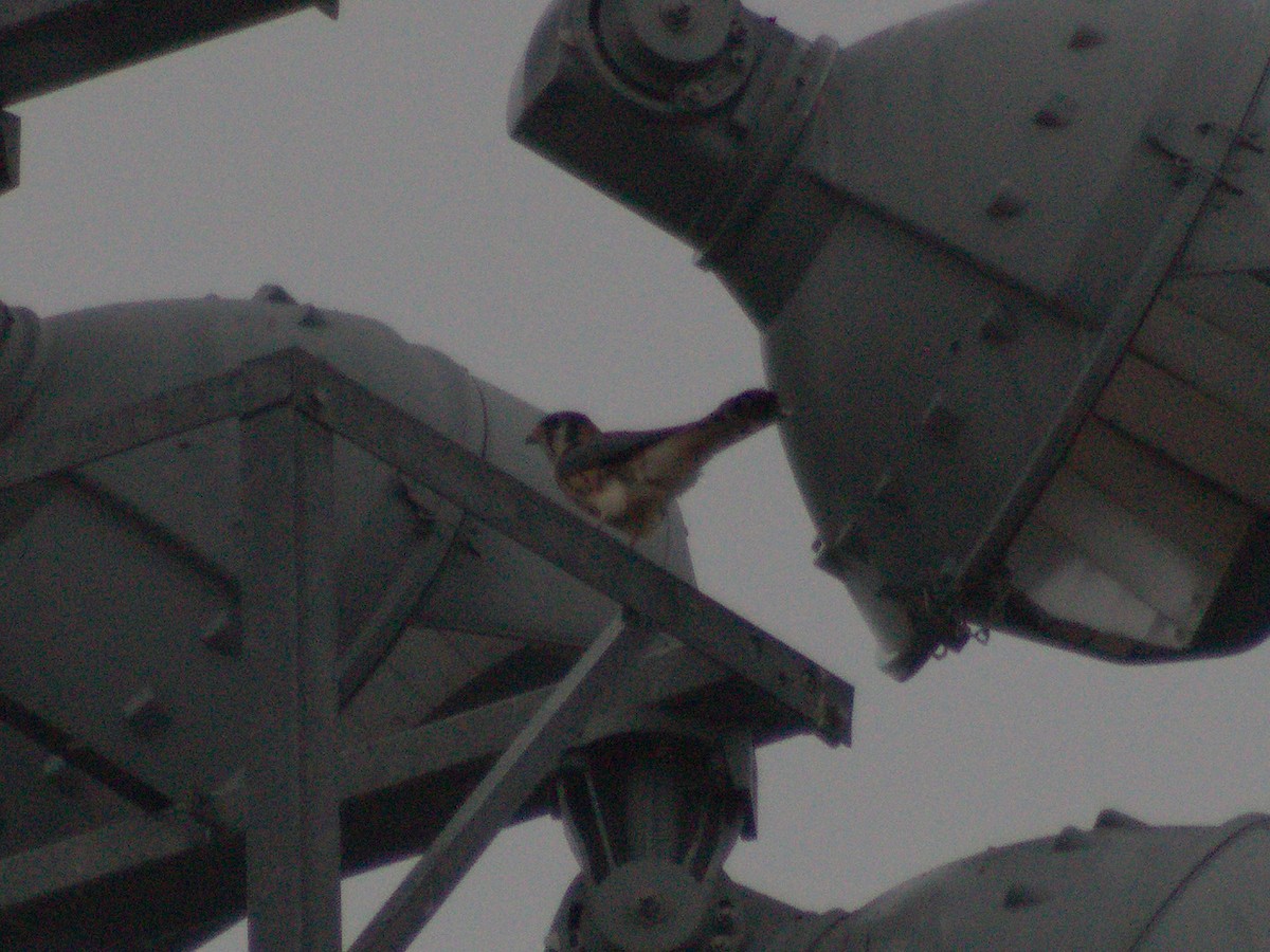 American Kestrel - ML643114384