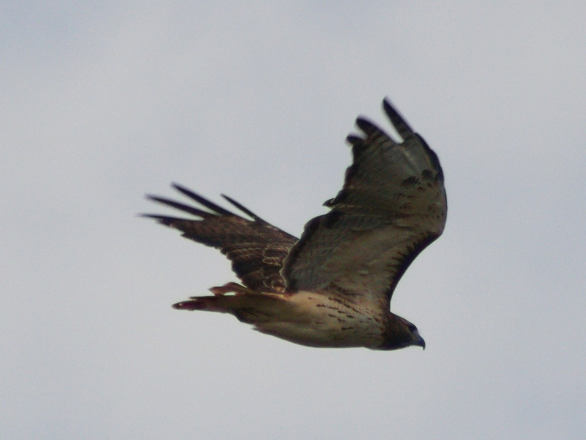 Red-tailed Hawk - ML643114403