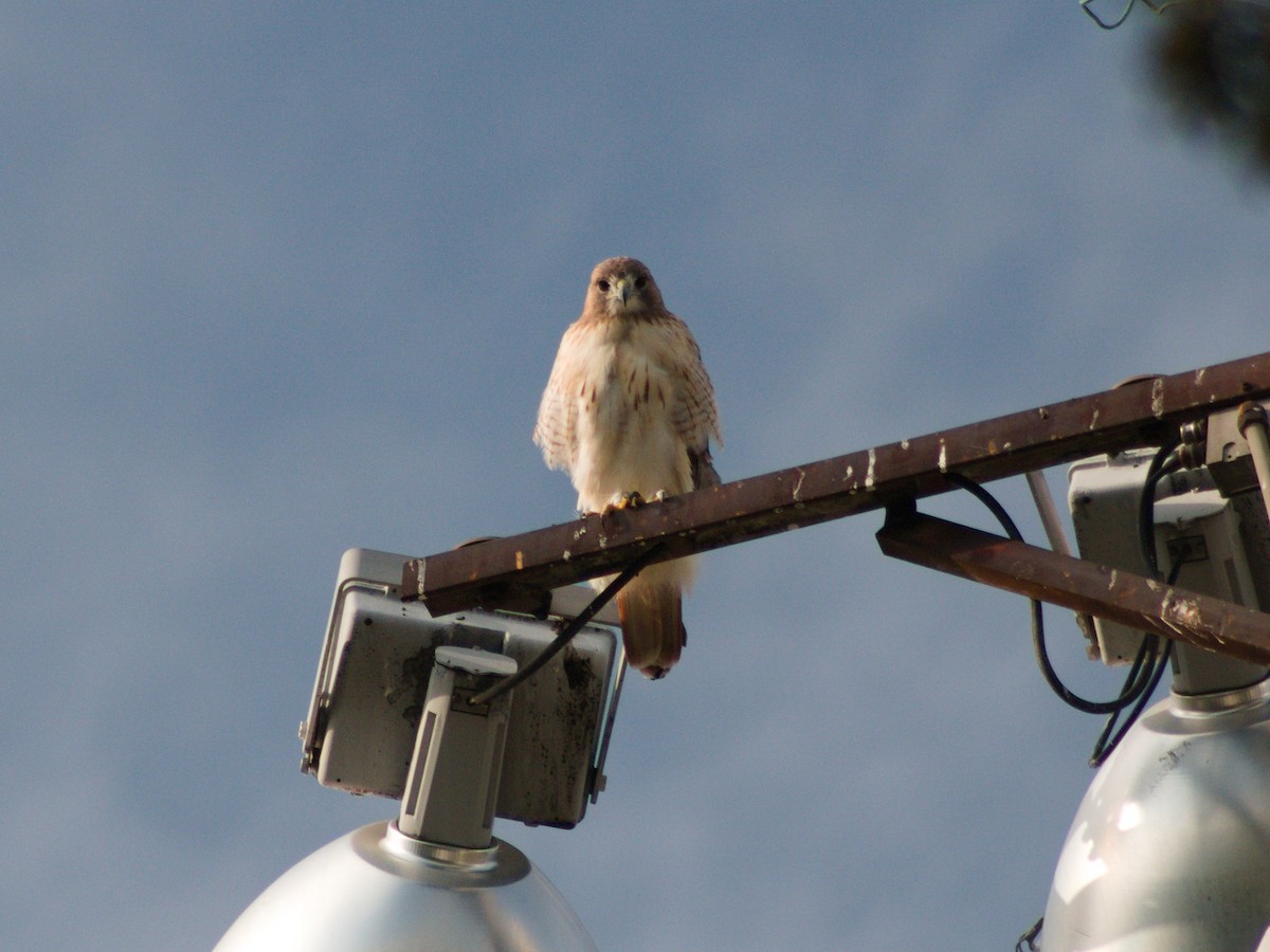 Red-tailed Hawk - ML643114404
