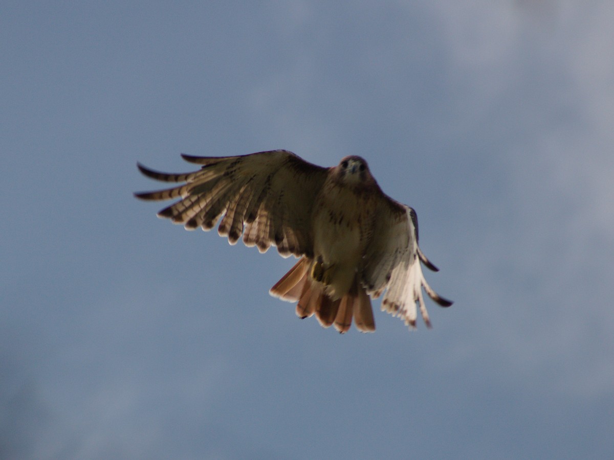 Red-tailed Hawk - ML643114405