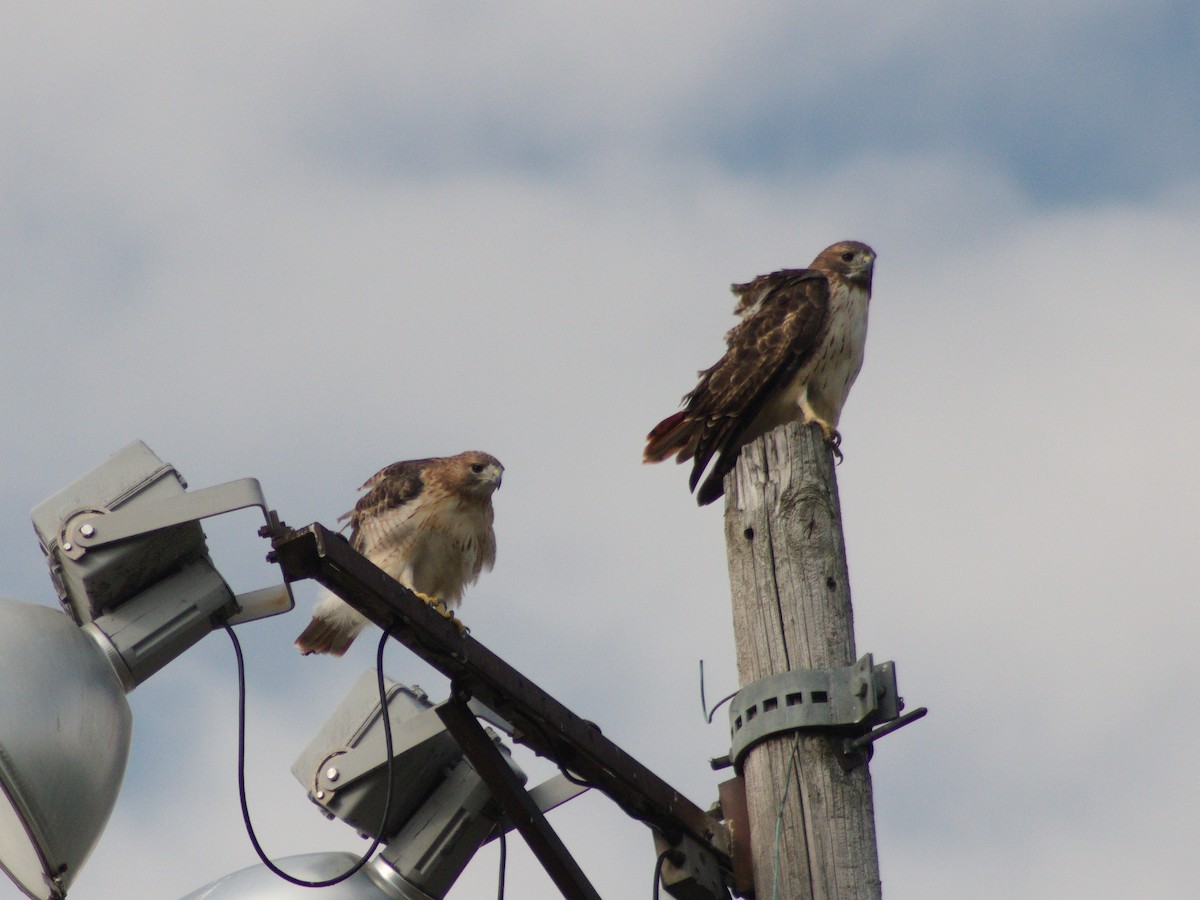 Red-tailed Hawk - ML643114406