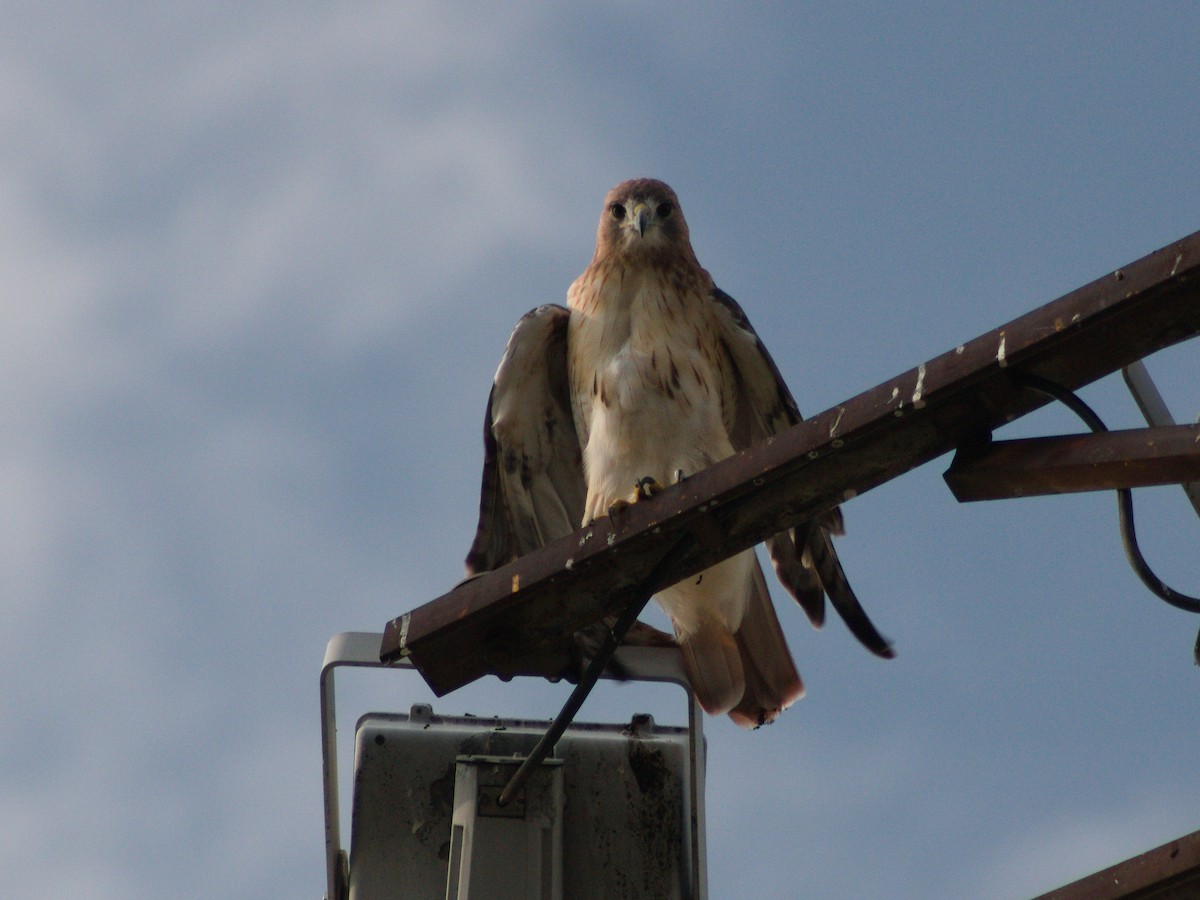 Red-tailed Hawk - ML643114407