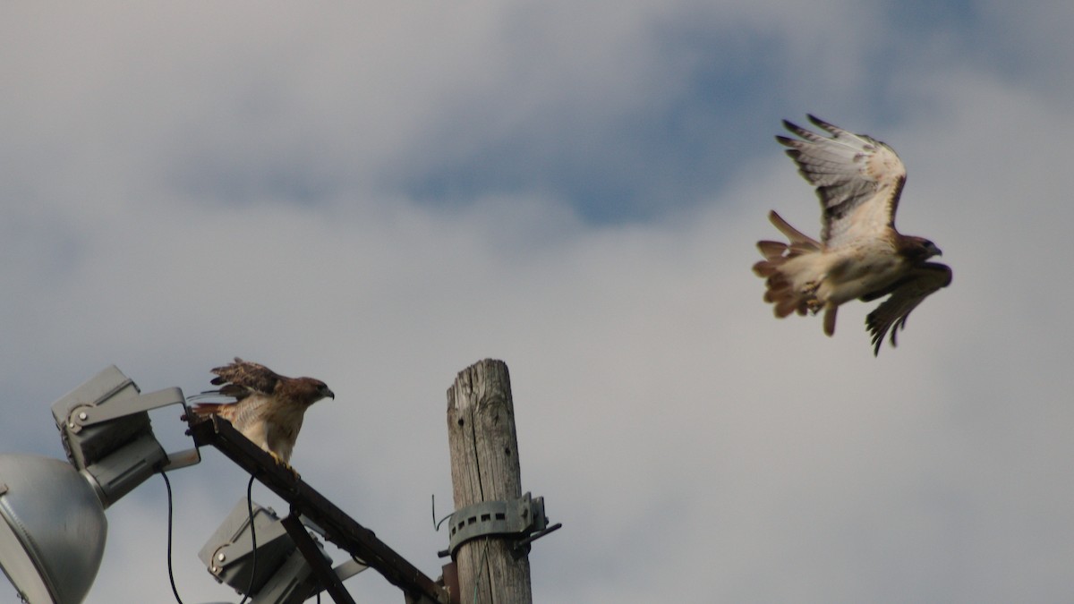 Red-tailed Hawk - ML643114408