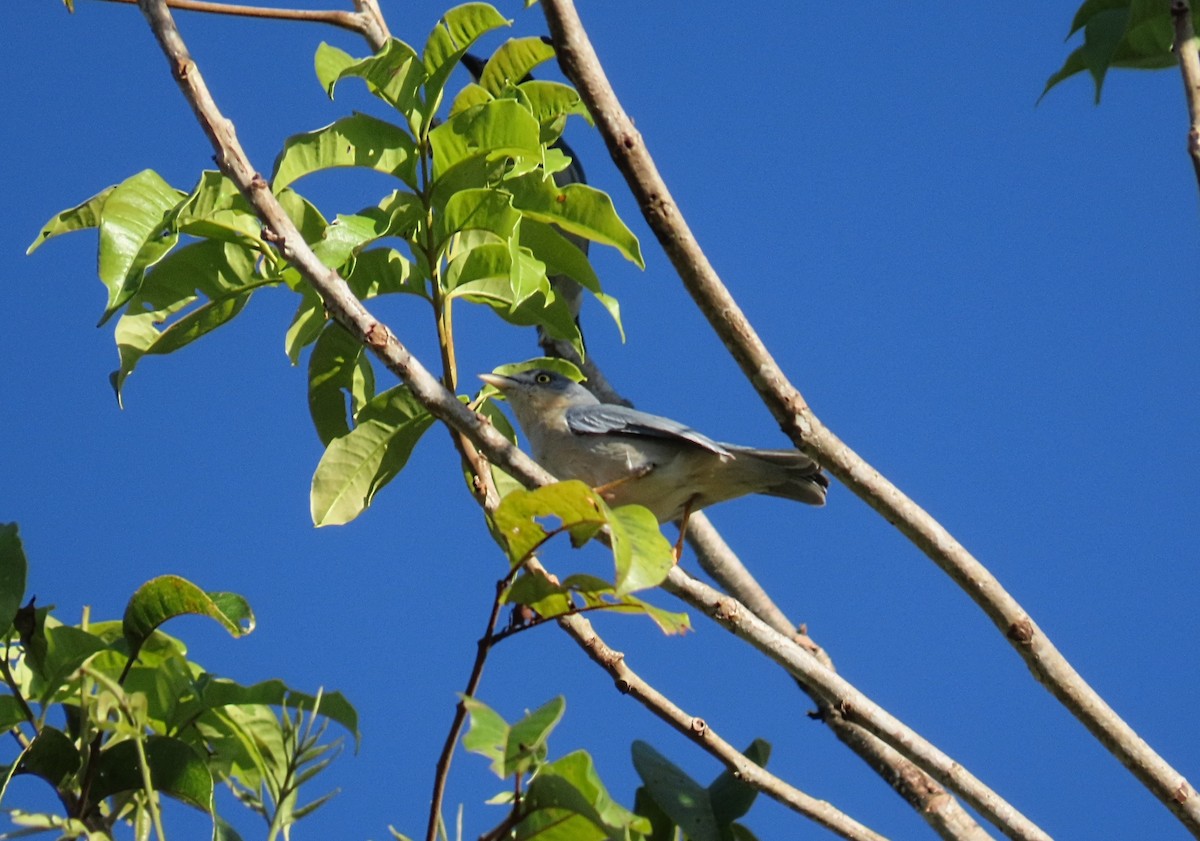 Tangara coiffe-noire - ML643114420