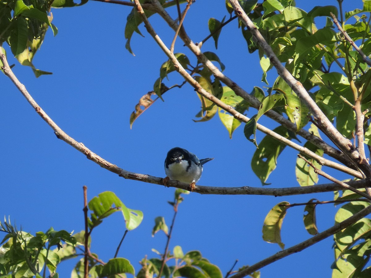 Tangara coiffe-noire - ML643114421