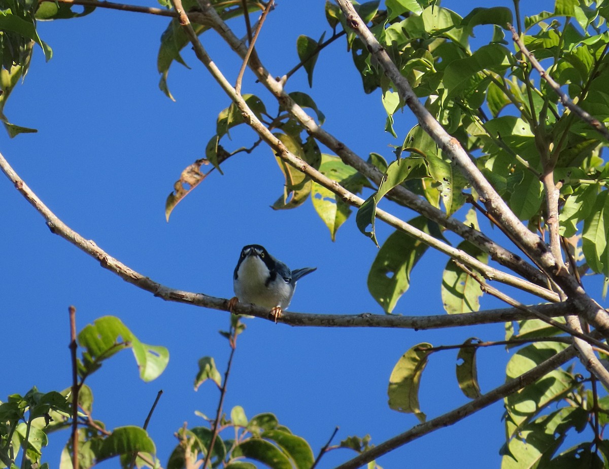 Tangara coiffe-noire - ML643114422