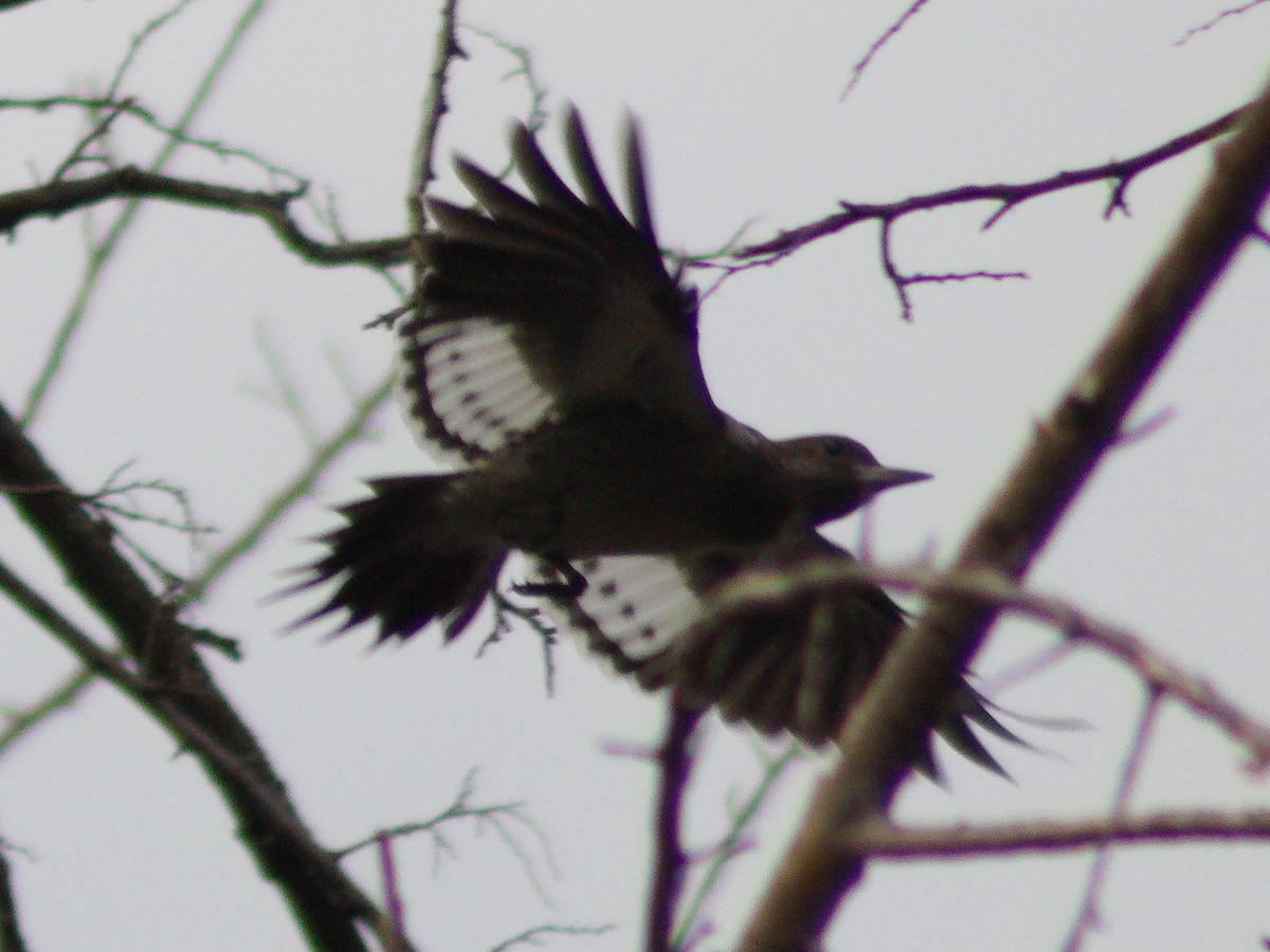 Red-headed Woodpecker - ML643114426