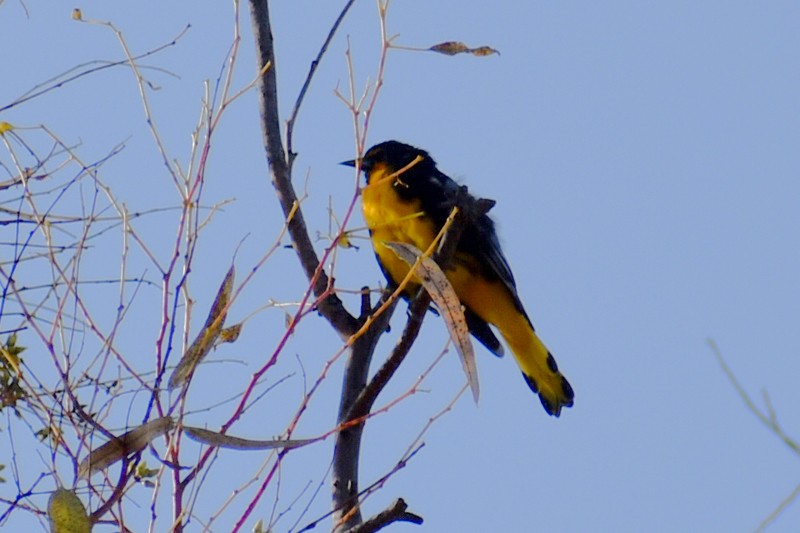 Black-backed Oriole - ML643114437