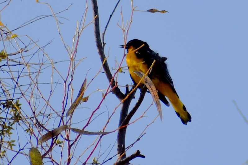 Black-backed Oriole - ML643114438