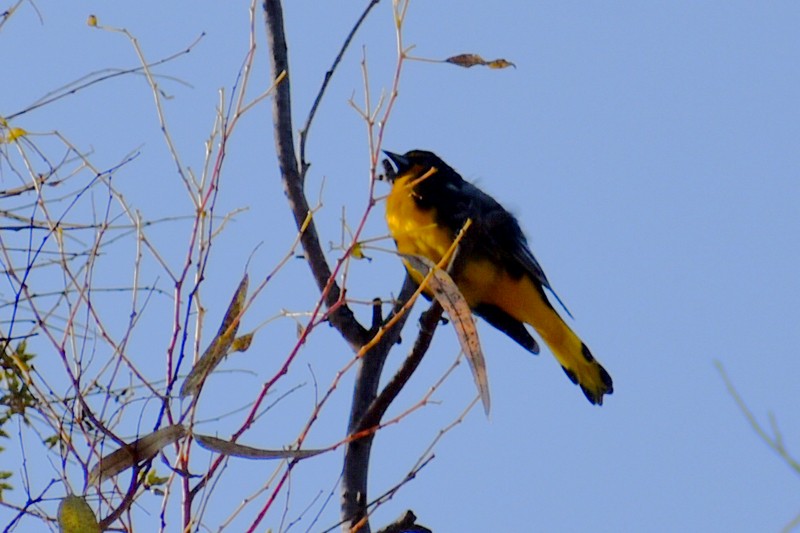 Black-backed Oriole - ML643114439