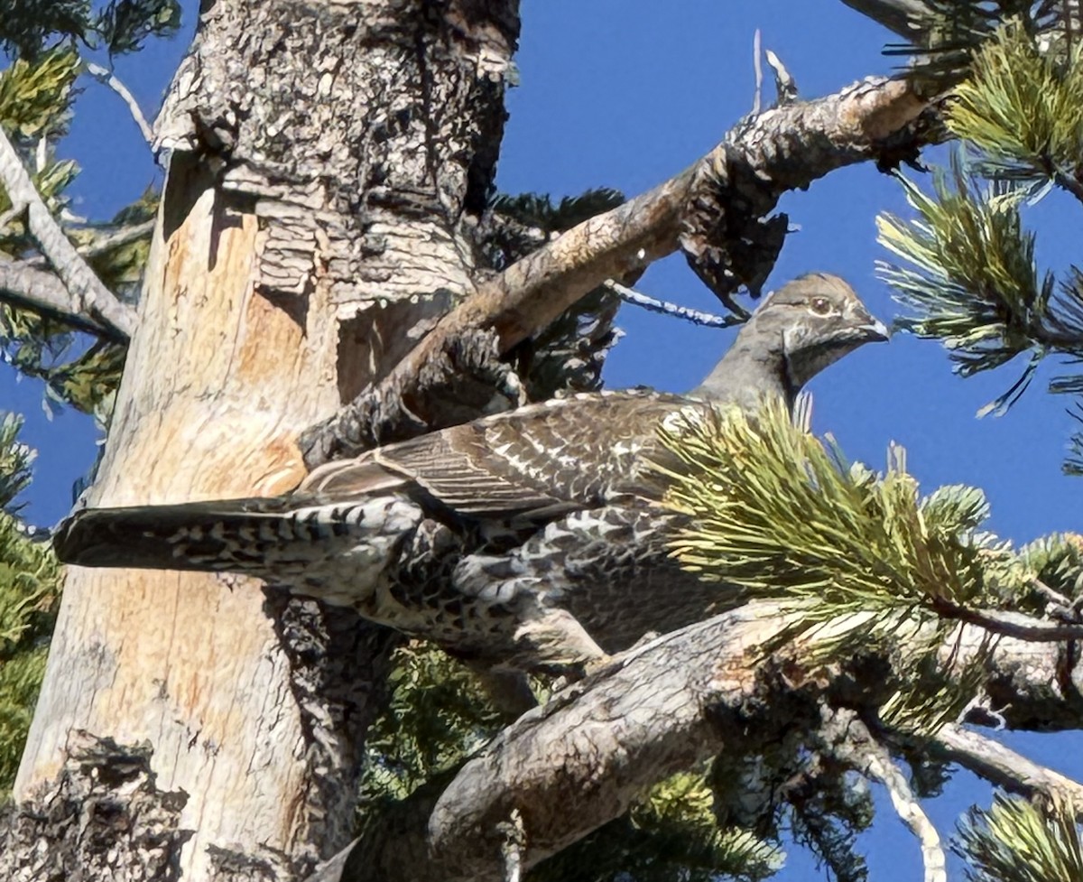 Dusky Grouse - ML643114443