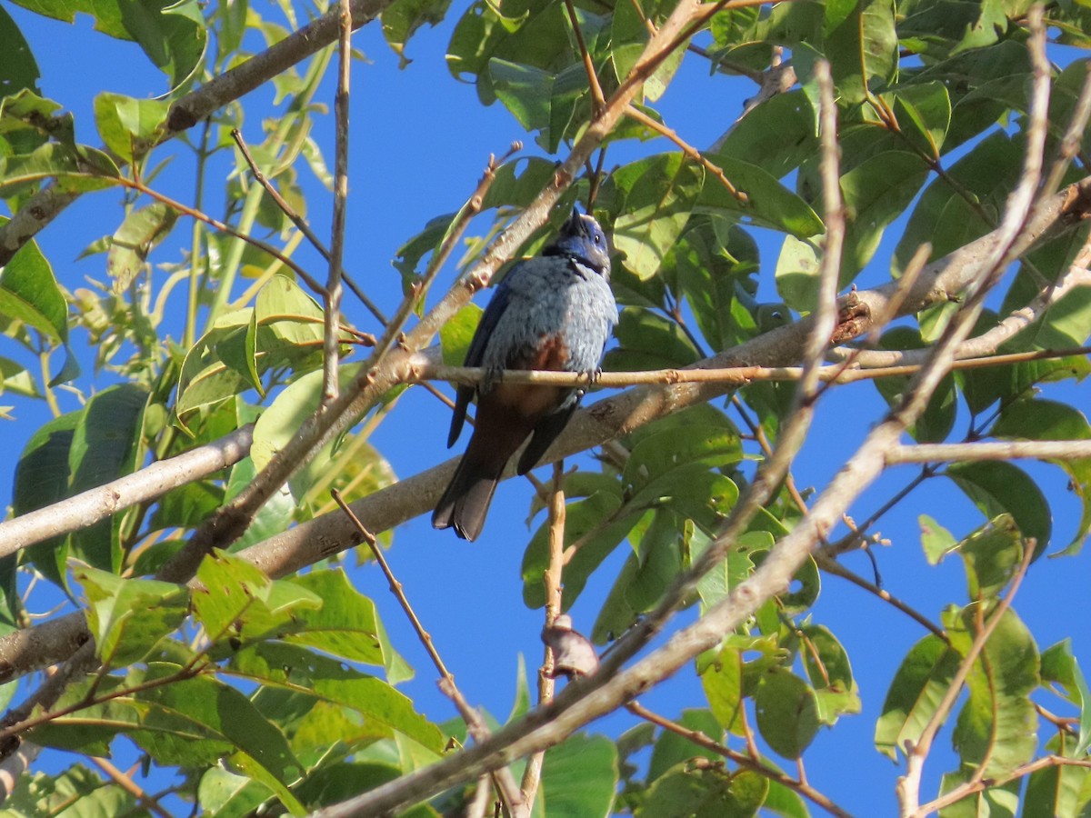 Calliste varié (cyanomelas) - ML643114459