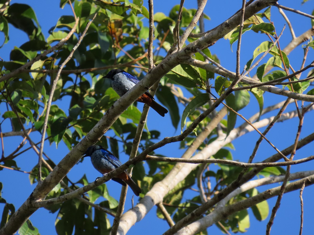 Calliste varié (cyanomelas) - ML643114460