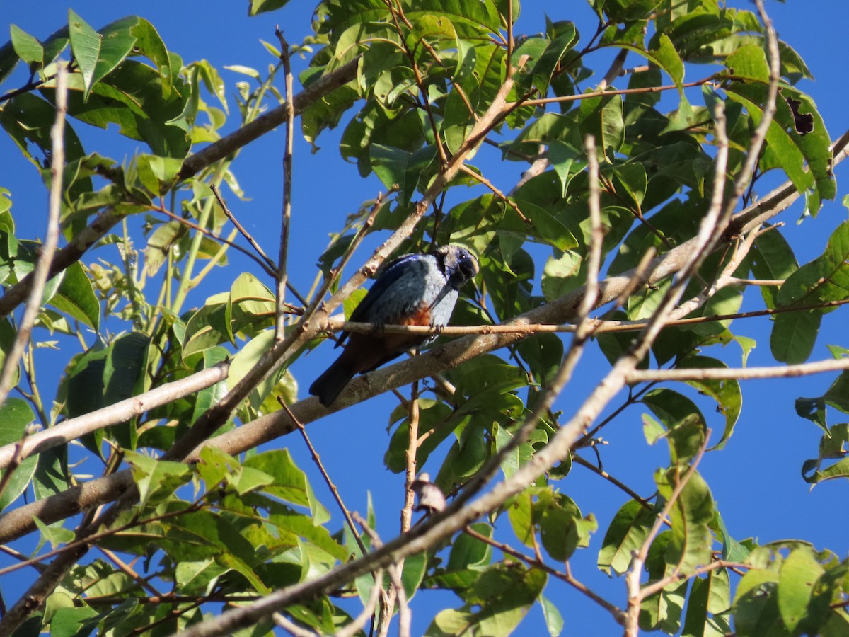 Calliste varié (cyanomelas) - ML643114461