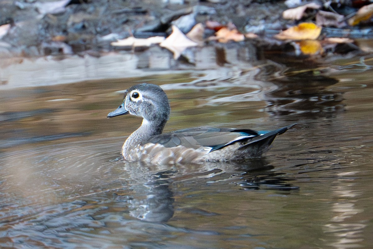 Wood Duck - ML643114464