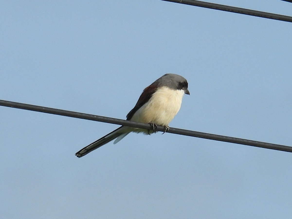 Burmese Shrike - ML643114486
