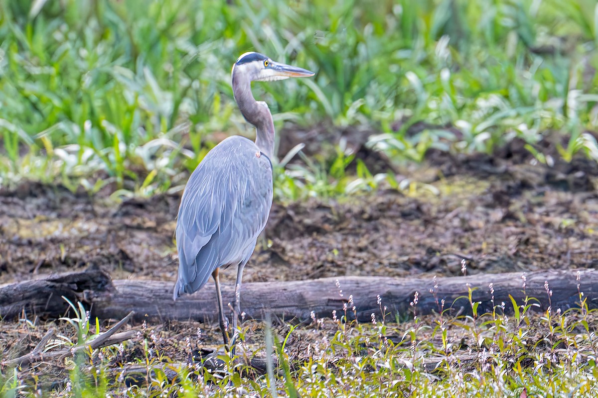 Great Blue Heron (Great Blue) - ML643114507