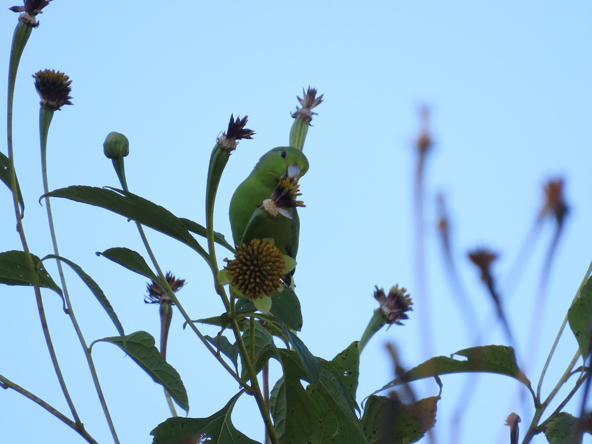 Toui de Spix - ML643114511