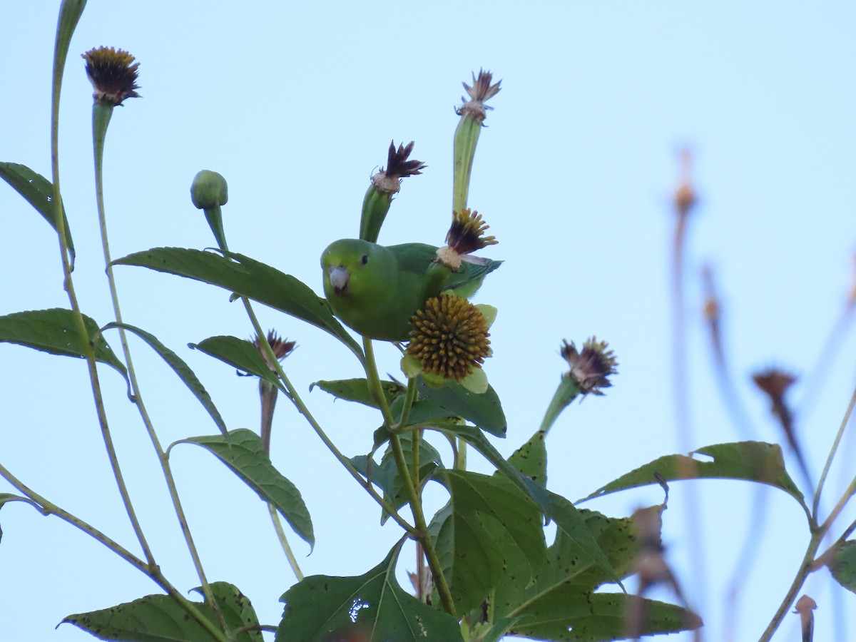 Toui de Spix - ML643114512