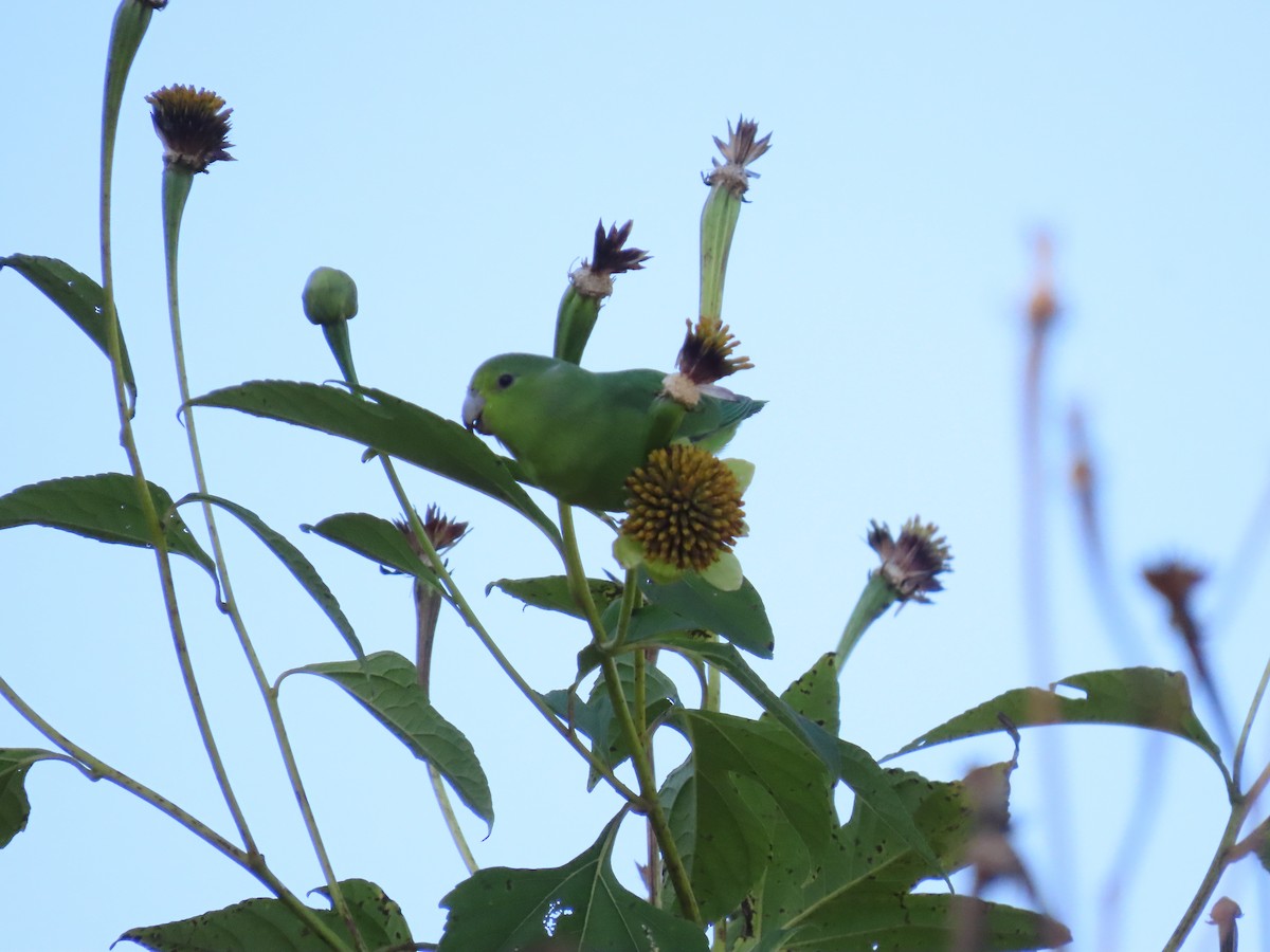 Toui de Spix - ML643114513