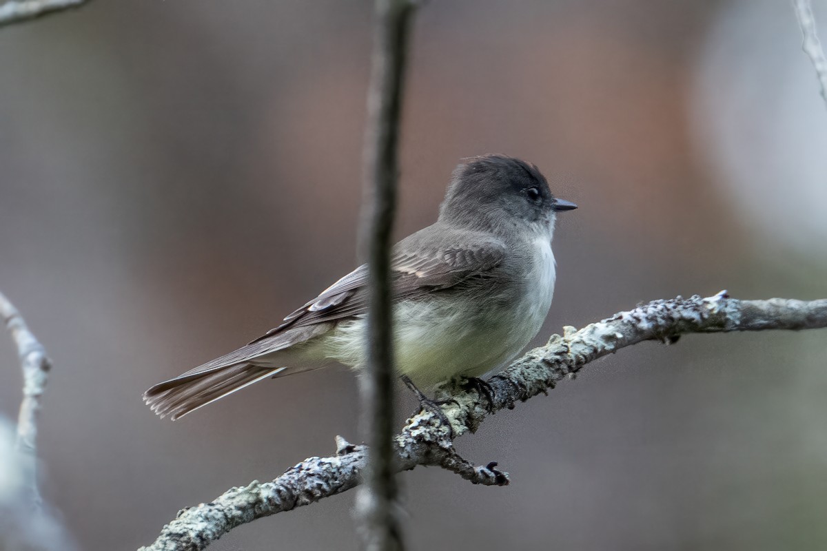 Eastern Phoebe - ML643114534