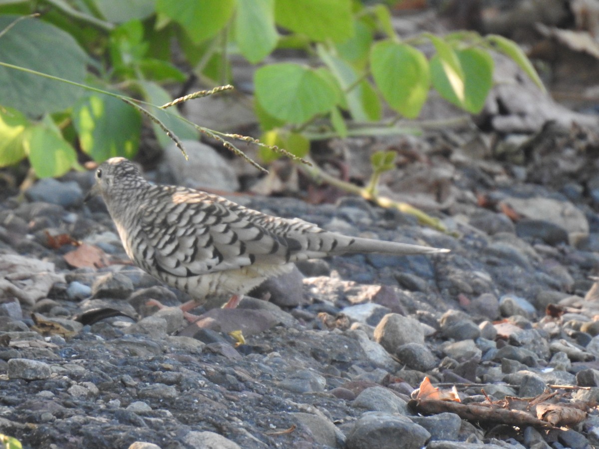 Scaled Dove - ML643114561