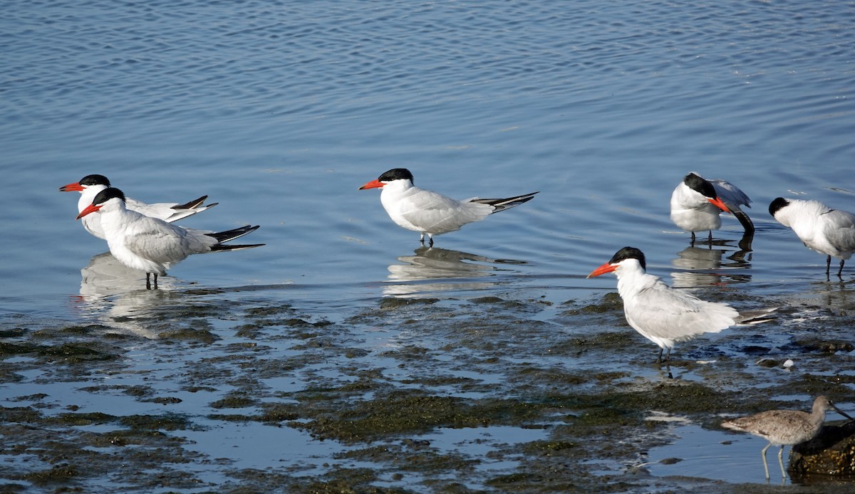 Caspian Tern - ML643114588
