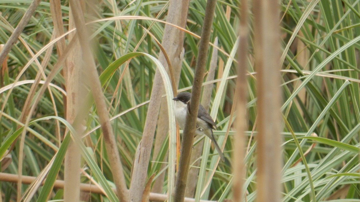 Black-capped Warbling Finch - ML643114629