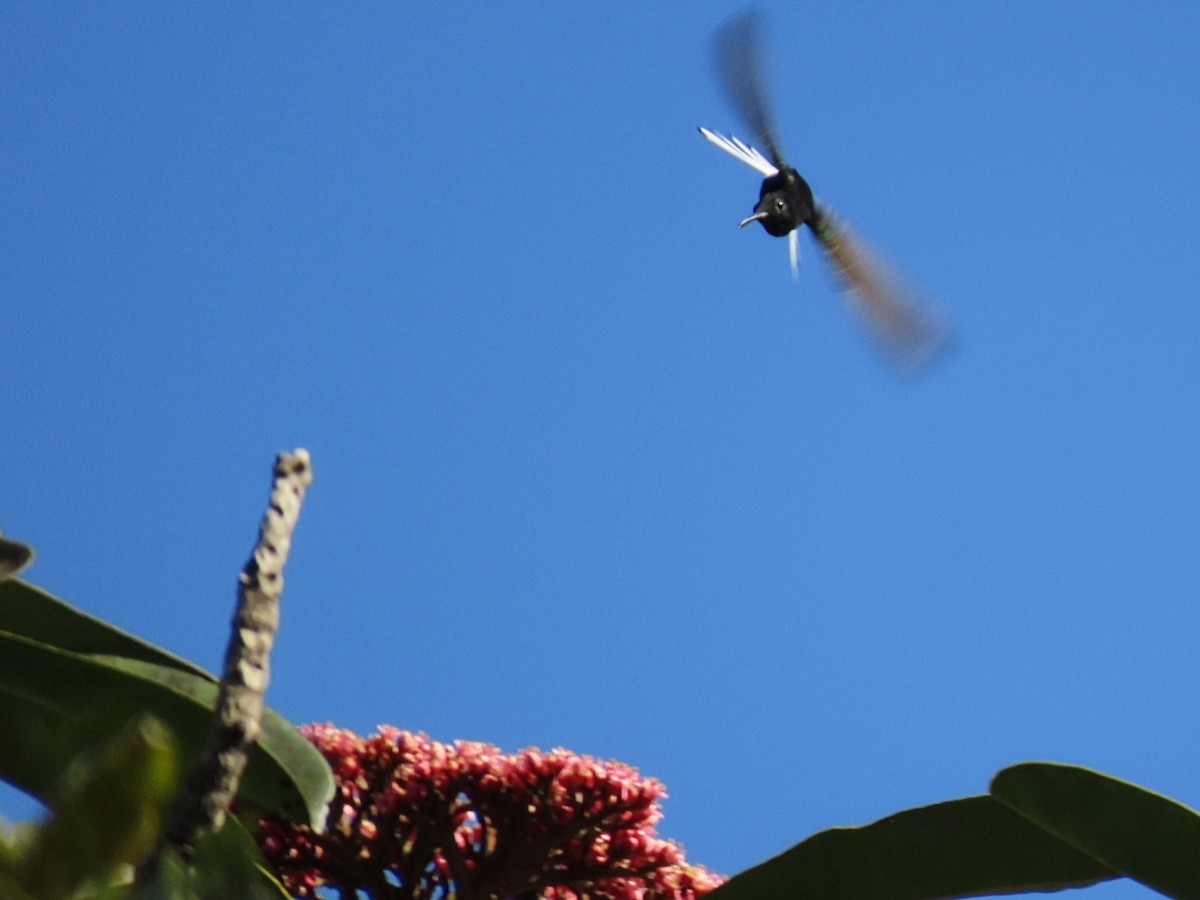 Colibri demi-deuil - ML643114633