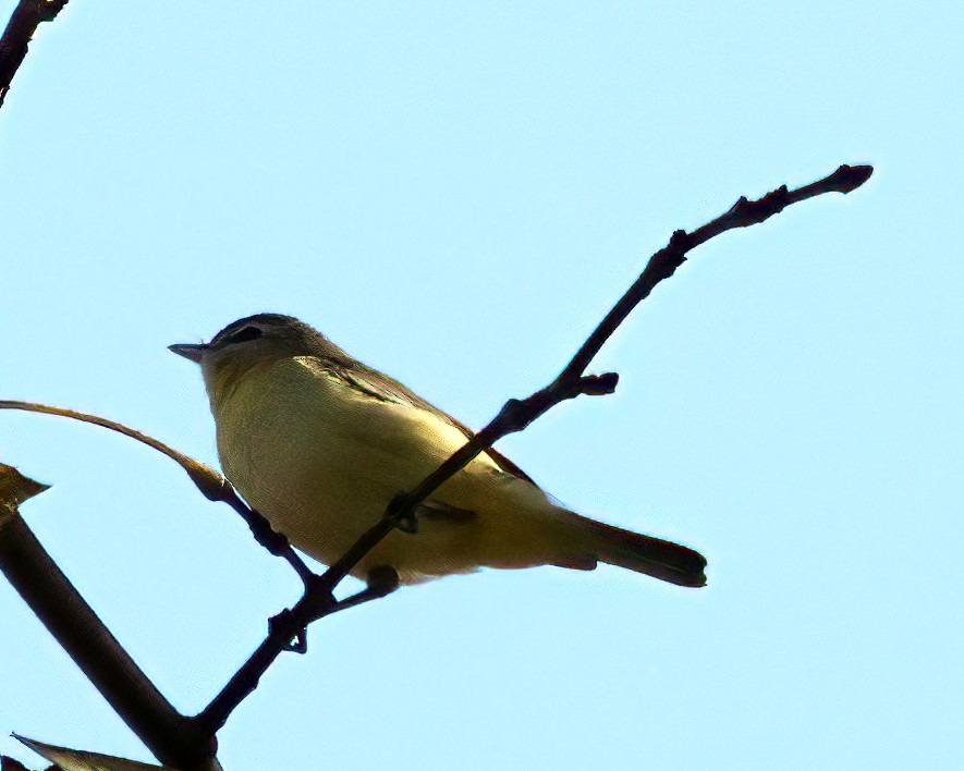 Vireo sp. - ML643114640