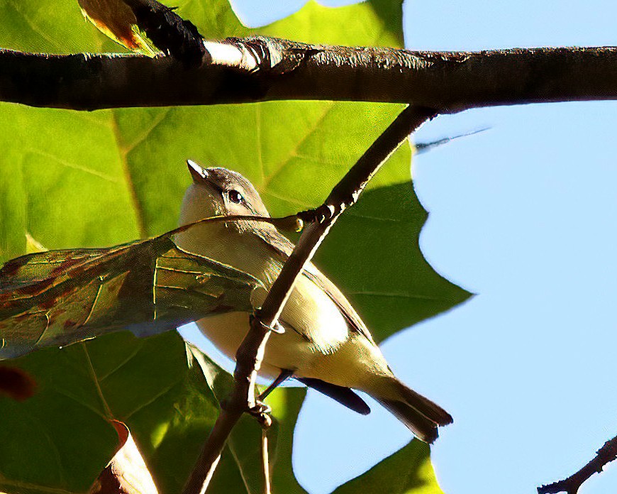Vireo sp. - ML643114641