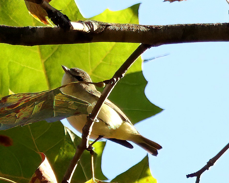 Vireo sp. - ML643114642