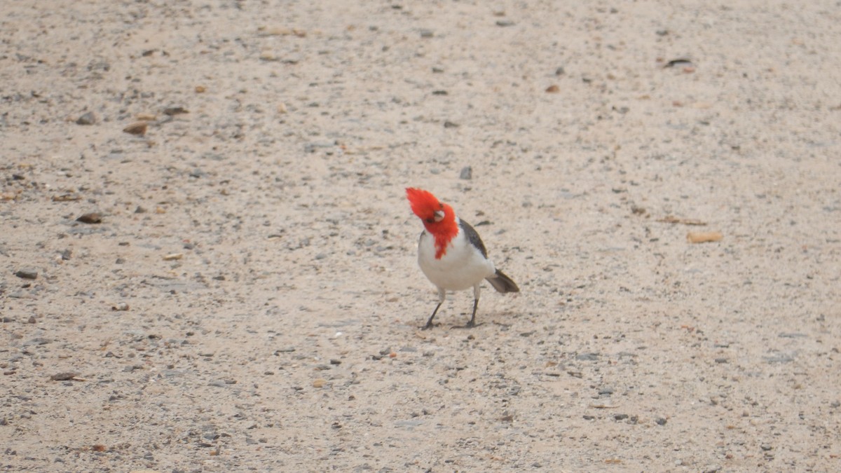 Red-crested Cardinal - ML643114644