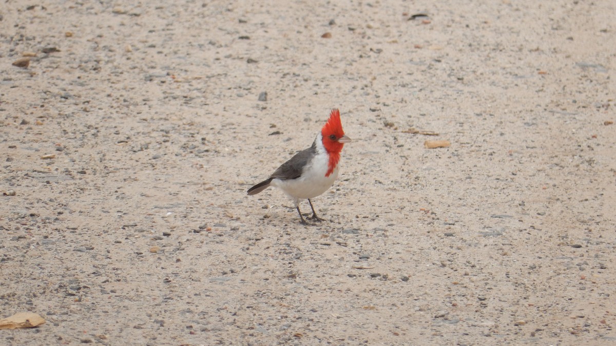 Red-crested Cardinal - ML643114645