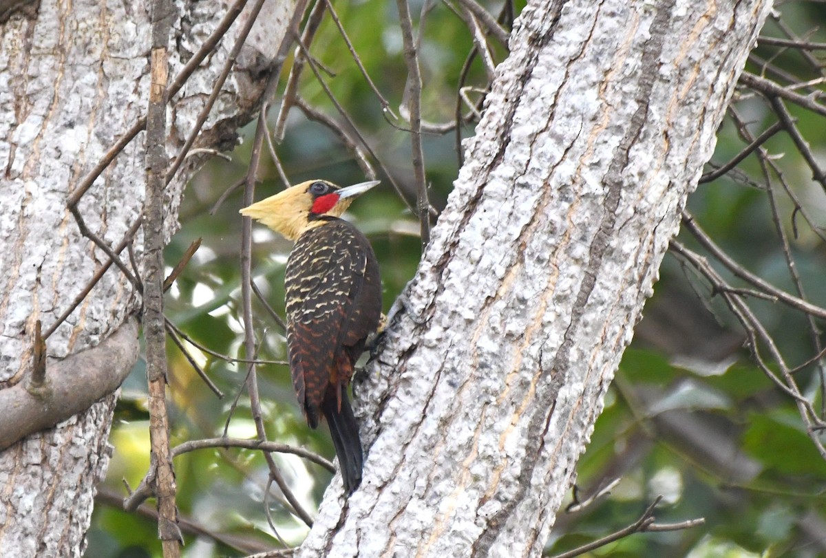 Pale-crested Woodpecker - ML643114648