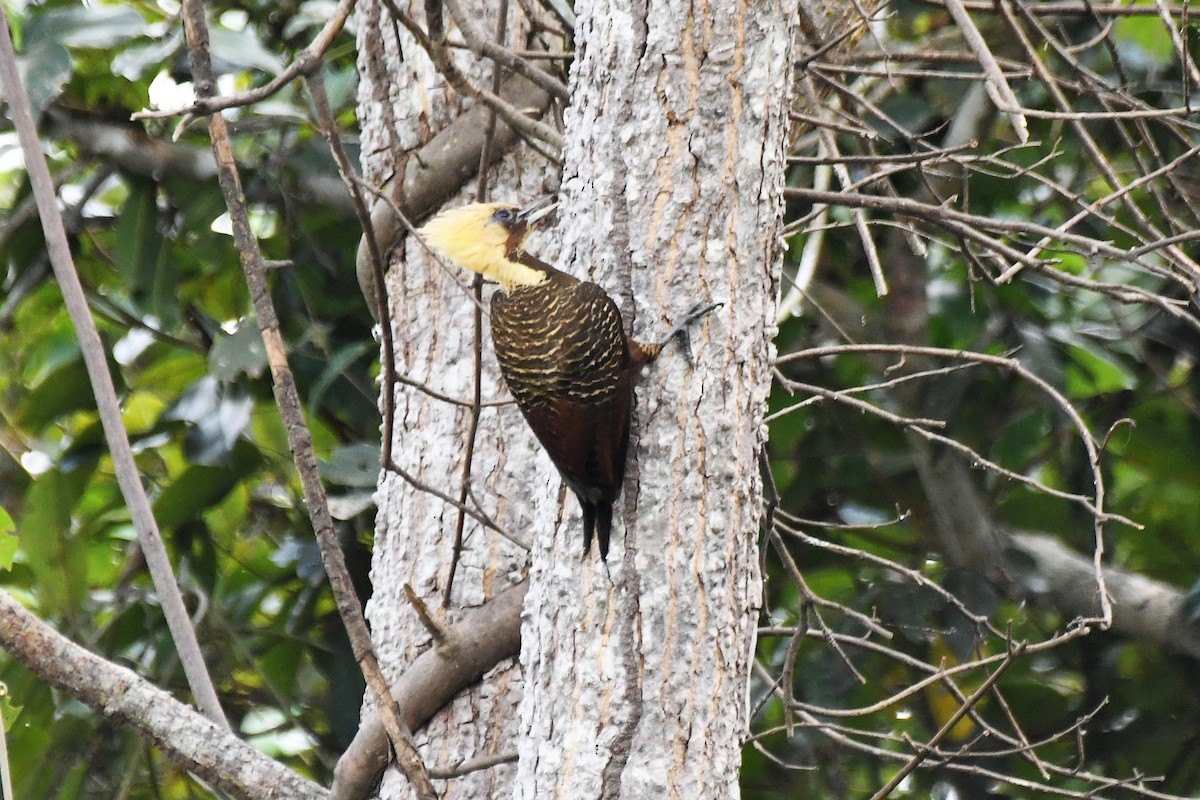 Pale-crested Woodpecker - ML643114649