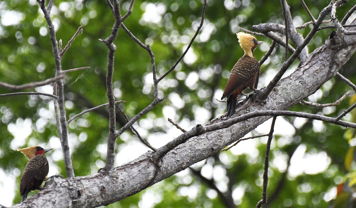 Pale-crested Woodpecker - ML643114650