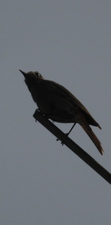 赭紅尾鴝 - ML643114661