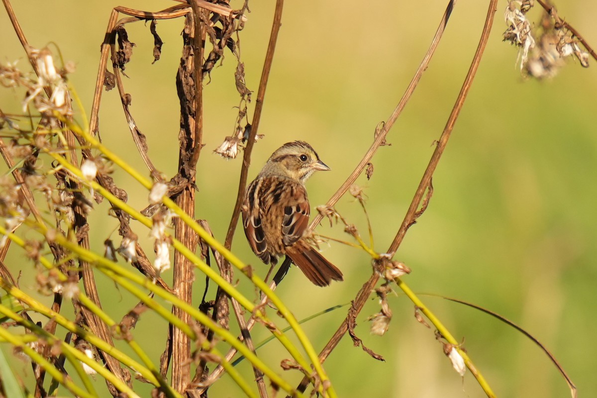 Swamp Sparrow - ML643114667