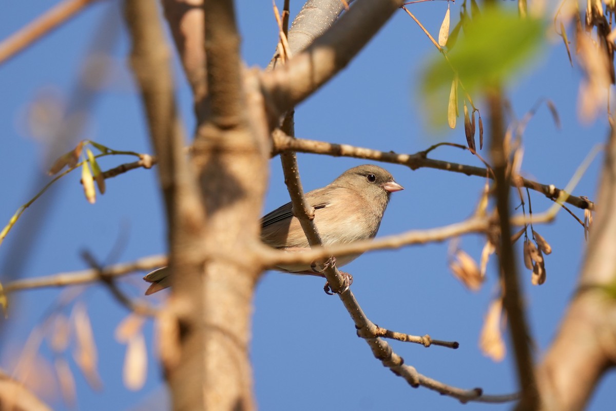 Dark-eyed Junco - ML643114676