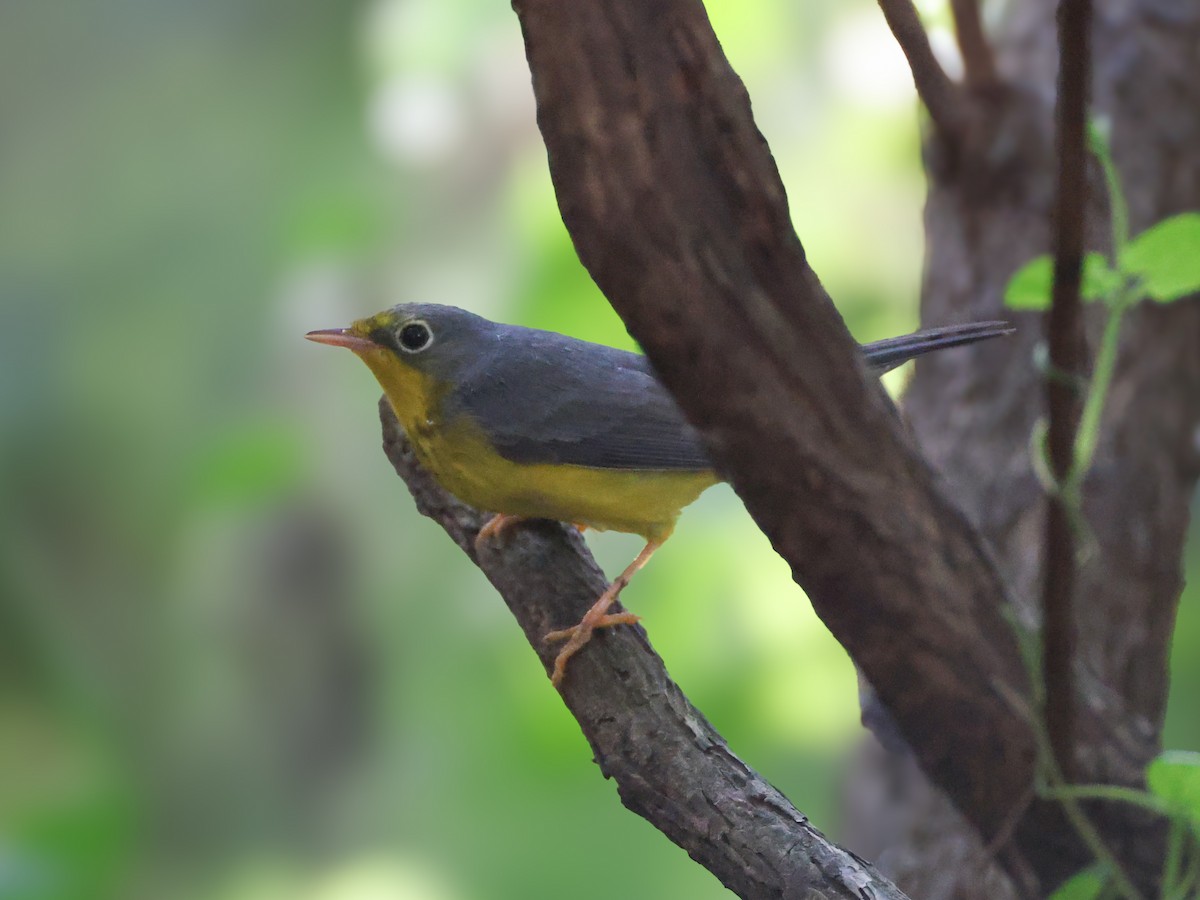 Canada Warbler - ML643114685
