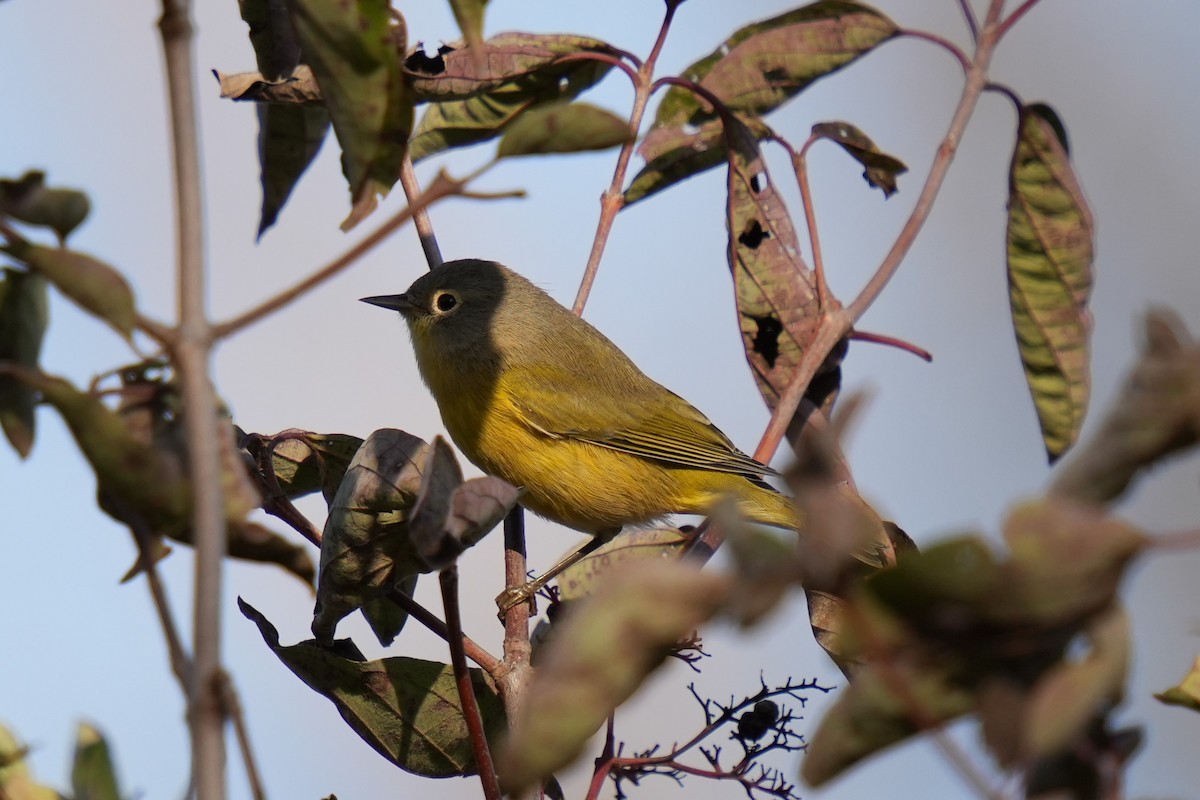 Nashville Warbler - ML643114689