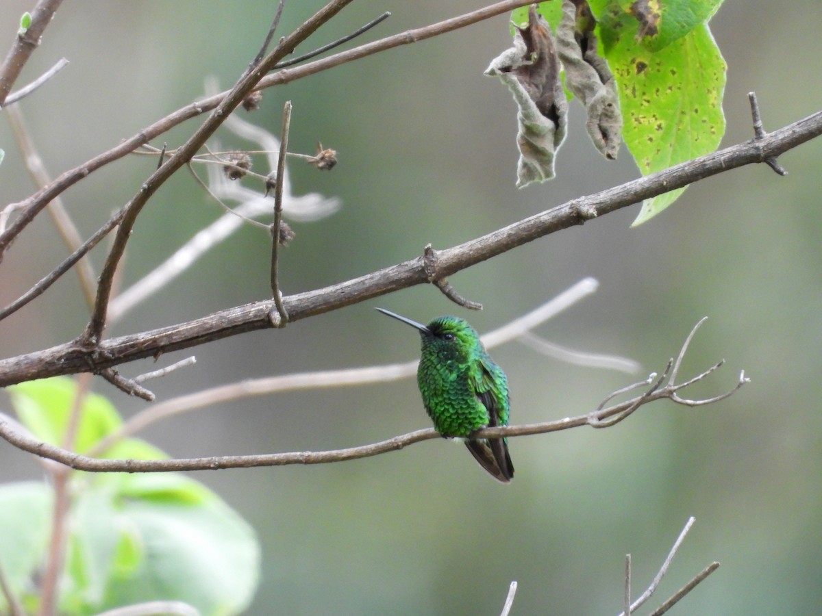 Short-tailed Emerald - ML643114692