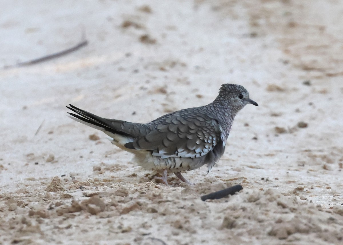 Scaled Dove - ML643114694