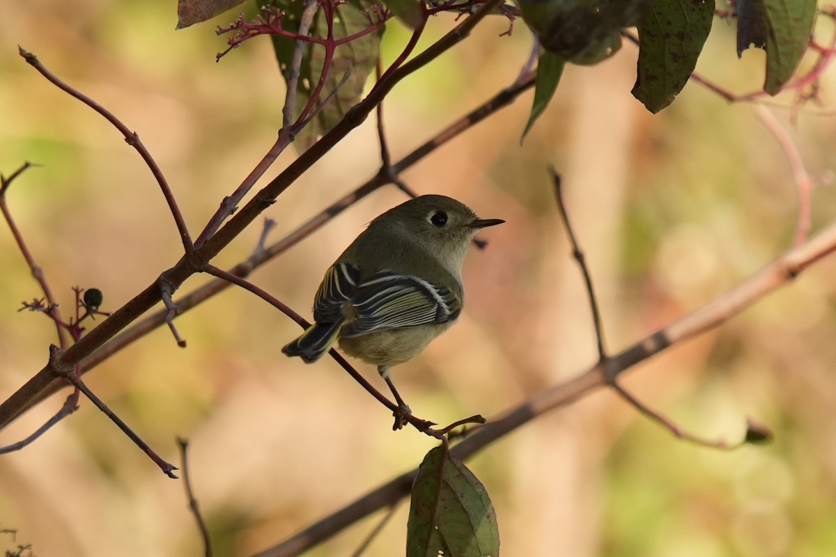 Ruby-crowned Kinglet - ML643114707