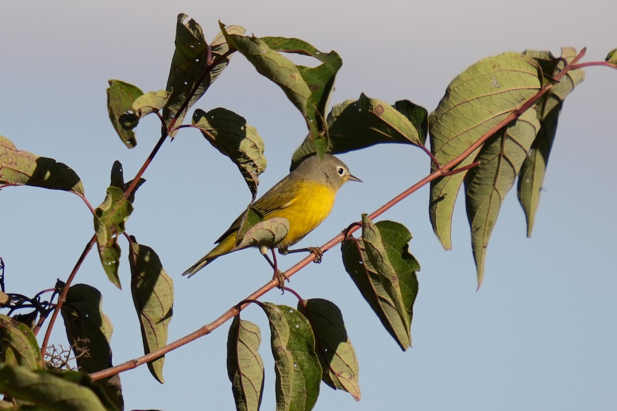 Nashville Warbler - ML643114716
