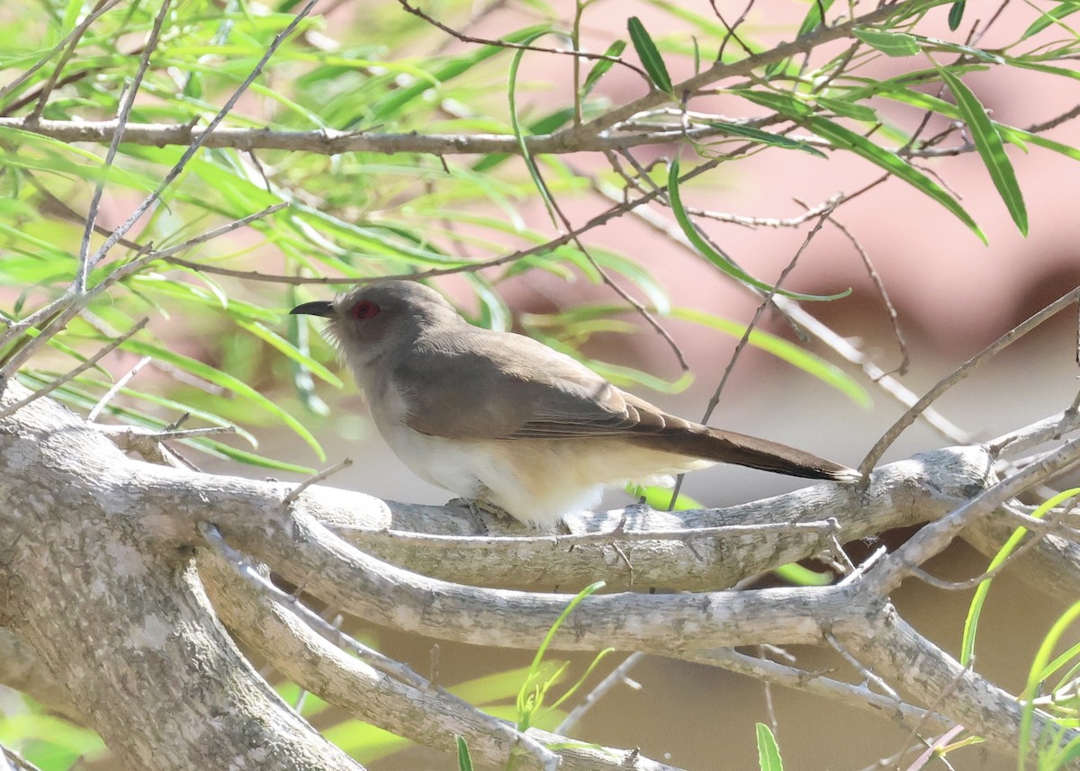 Ash-colored Cuckoo - ML643114720