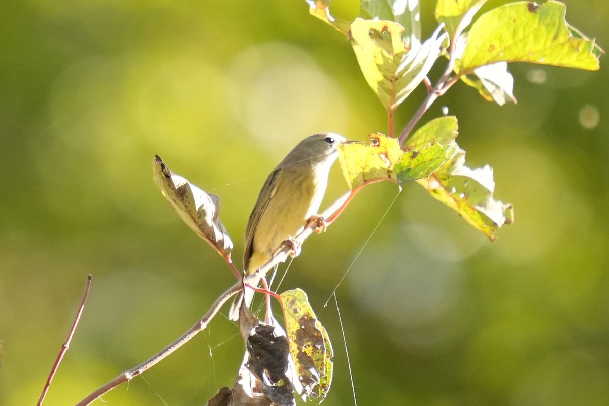 Orange-crowned Warbler - ML643114722