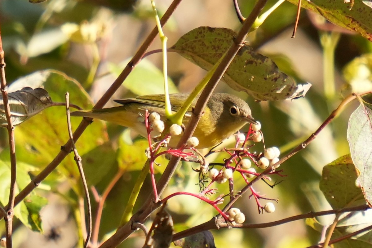 Nashville Warbler - ML643114725